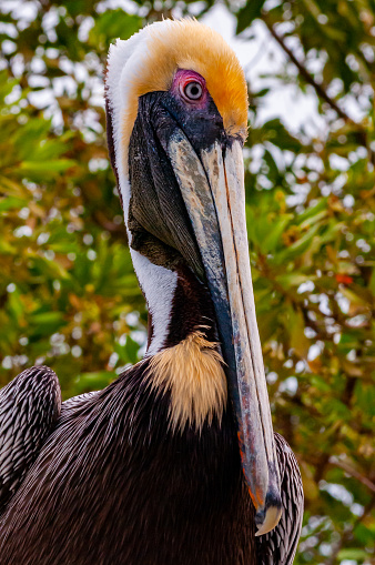 Brown Pelican (Pelecanus occidentalis), an adult bird resting on a rock in the Gulf of Mexico, Florida
