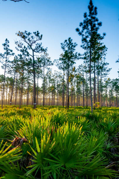 istock Lone conifer trees against a red sunset, Florida 1981236346