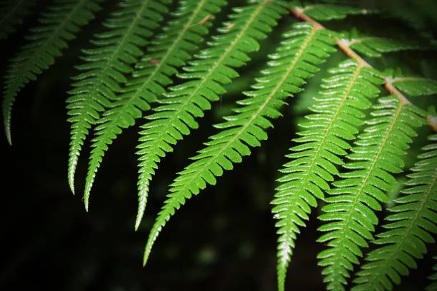Free Stock Photo of Fern leaf isolated on black background | Download ...