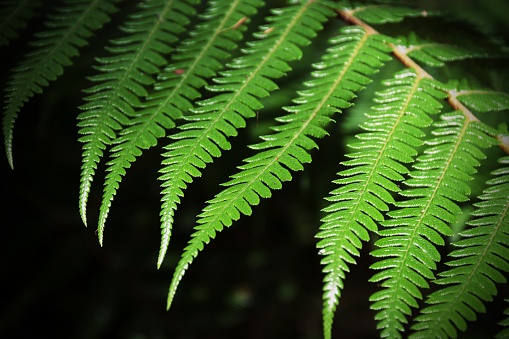 New Zealand (Punga or Ponga) Silver Fern fronds background