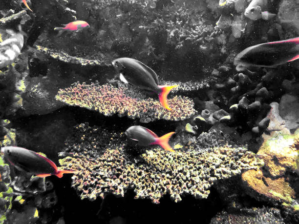 This underwater scene captures the dynamic essence of a freshwater aquarium. Neon tetras, with their vibrant red and blue hues, dart playfully among the textured landscape of dark rocks and coral formations. The aquatic plants' subtle colors form a muted backdrop that accentuates the tetras' bright colors, making them appear as vivid streaks in the water. The composition is a snapshot of bustling life, showcasing the natural behavior of these small, energetic fish within their carefully curated environment. Light diffuses softly through the water, casting a serene glow and creating a tranquil aquatic tableau that invites the viewer to ponder the quiet complexity of life beneath the surface.