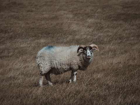 Sheep on a hillside of a meadow in Rhoscolyn in Wales, Uk