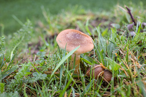 edible mushroom in a field in the mountains