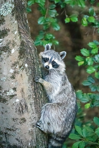 Raccoon (Procyon lotor), and also known as the common raccoon,  North American raccoon,  northern raccoon and colloquially as coon,  is a medium-sized mammal native to North America. Young animal in a holloiw tree cavity.