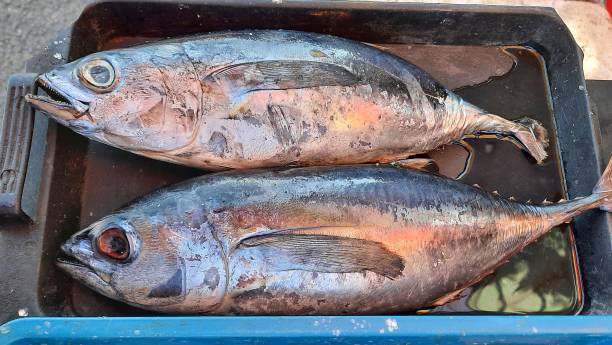 istock Fresh tuna (Ikan Tongkol) or Euthynnus affinis or skipjack tuna caught by fishermen. Fresh seafood concept. 1981305879