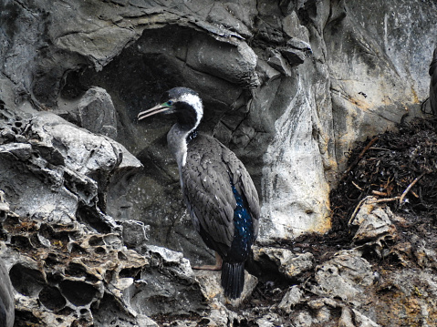 Spotted Shag or Parekareka (Phalacrocorax punctatus) calling to chicks at Ohau Point, Half Moon Bay, New Zealand