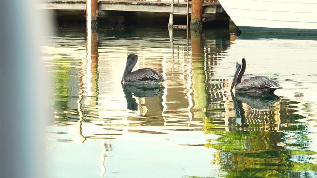 Breeding adult Atlantic brown pelican with two junveniles float in  canal in Florida Keys