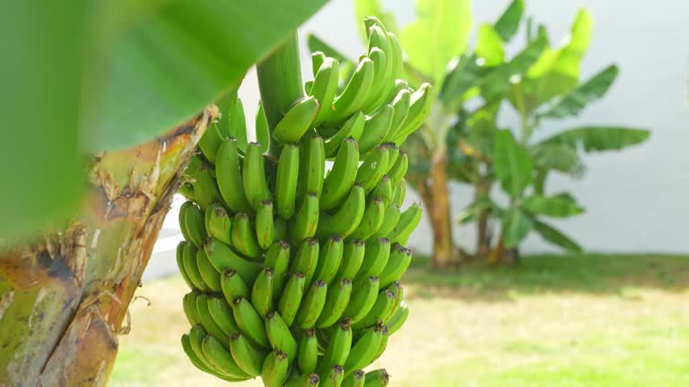 Close-up of green bananas on plantation in tropical Tenerife