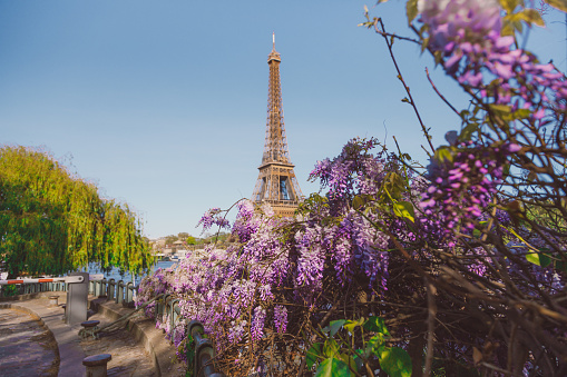 The romantic spirit of Paris comes alive on a radiant spring day, framed by wysteria flower cherry blossoms tree with a picturesque view of the Eiffel Tower and the Seine River. This enchanting scene immortalizes the moment where nature's grace meets architectural icons