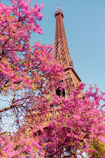 In the heart of Paris, France, spring paints a picturesque scene as cherry blossom trees burst into full bloom against a backdrop of the iconic Eiffel Tower. Underneath a clear blue sky, the city comes alive with the vibrant colors of spring, inviting locals and visitors alike to bask in the beauty of this enchanting season