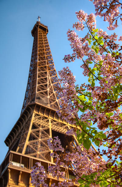 istock Spring's Splendor: Cherry Blossoms in Bloom with the Eiffel Tower Backdrop in  Paris, France 1981341505