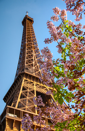 In the heart of Paris, France, spring paints a picturesque scene as cherry blossom trees burst into full bloom against a backdrop of the iconic Eiffel Tower. Underneath a clear blue sky, the city comes alive with the vibrant colors of spring, inviting locals and visitors alike to bask in the beauty of this enchanting season