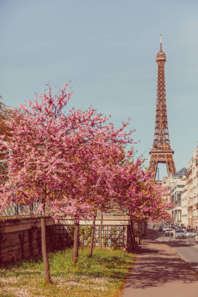 istock Spring's Splendor: Cherry Blossoms in Bloom with the Eiffel Tower Backdrop in  Paris, France 1981343098