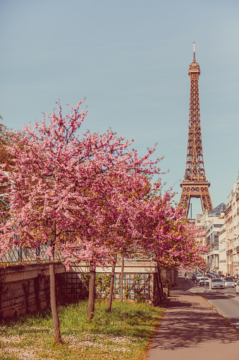 In the heart of Paris, France, spring paints a picturesque scene as cherry blossom trees burst into full bloom against a backdrop of the iconic Eiffel Tower. Underneath a clear blue sky, the city comes alive with the vibrant colors of spring, inviting locals and visitors alike to bask in the beauty of this enchanting season