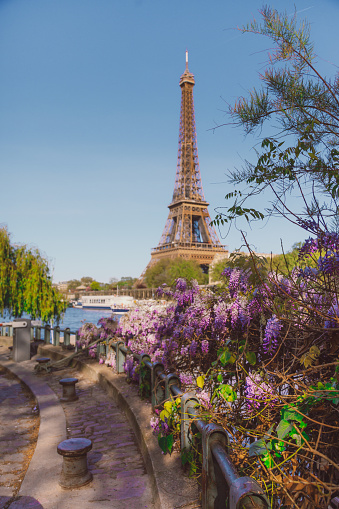 The romantic spirit of Paris comes alive on a radiant spring day, framed by wysteria flower cherry blossoms tree with a picturesque view of the Eiffel Tower and the Seine River. This enchanting scene immortalizes the moment where nature's grace meets architectural icons