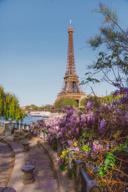 Framed by Wisteria Blossoms: Eiffel Tower and Seine River View on a Sunny Spring Day in Paris, France The romantic spirit of Paris comes alive on a radiant spring day, framed by wysteria flower cherry blossoms tree with a picturesque view of the Eiffel Tower and the Seine River. This enchanting scene immortalizes the moment where nature's grace meets architectural icons french restaurant pictures stock pictures, royalty-free photos & images