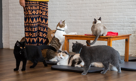 Cat cafe are a type of coffee shop where patrons can play with cats that roam freely around the establishment.