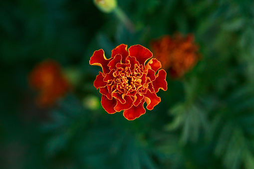 One marigold flower on a green background in the garden