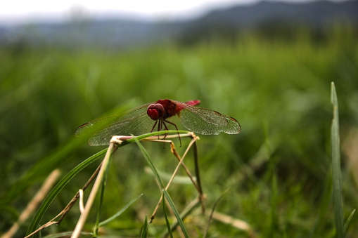 A dragonfly is resting on the wooden pile.