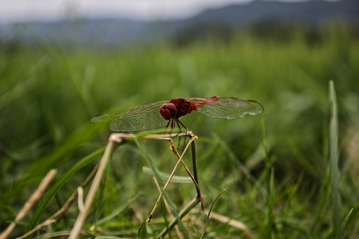 Close-up of a dragon-fly in a meadow sitting on some grass.