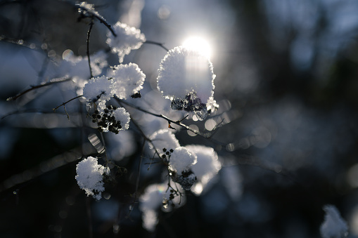 Snow on the branches of a tree in the rays of the sun. shallow depth of field