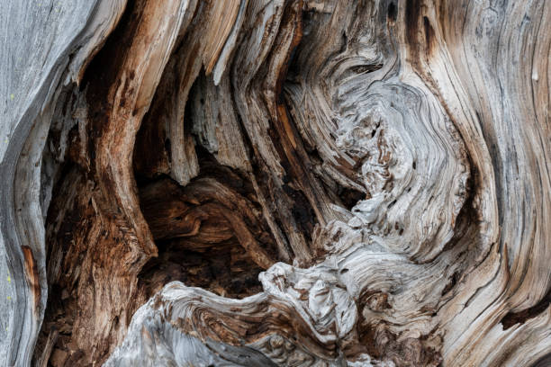 istock Close-up of Gnarled Old Tree in Forest 1981407054