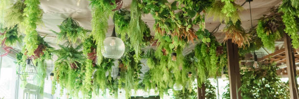 istock Cafe interior with elements of biophilic design. The ceiling is decorated with hanging indoor plants. The concept of biophilia 1981449609