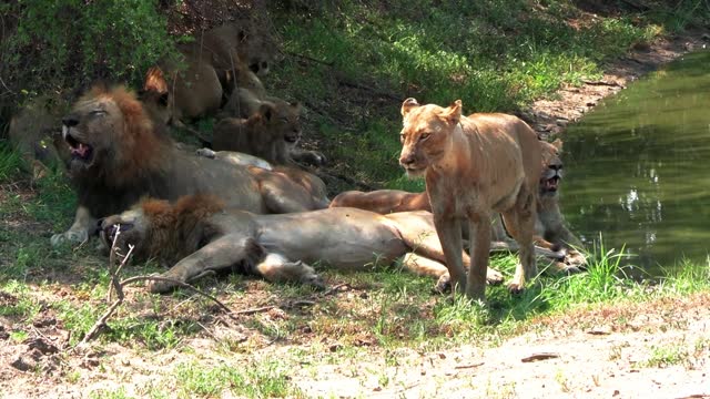 Lion pride hide from hot African sun in tree shadow near water reservoir