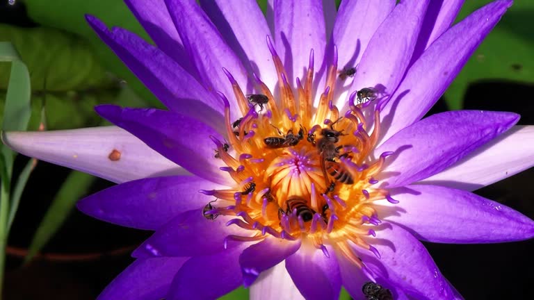 Bees, flies and other flying insects on blue lotus flower eat and collect nectar