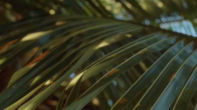 Sun playfully dances on swaying palm tree leaves, shallow depth of field
