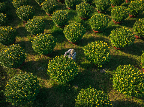 Drone view of florist is taking care chrysanthemum flowers for Tet holiday, Khanh Hoa, central Vietnam