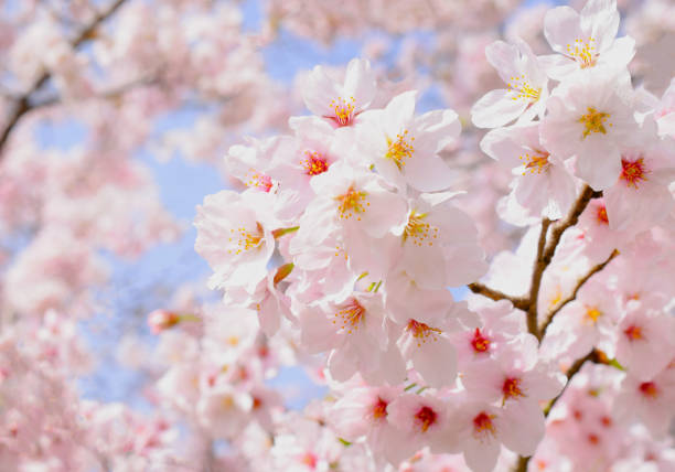 cherry blossoms and blue sky.sakura flower.