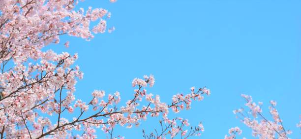 cherry blossoms and blue sky.
sakura flower. - czeremcha zdjęcia i obrazy z banku zdjęć