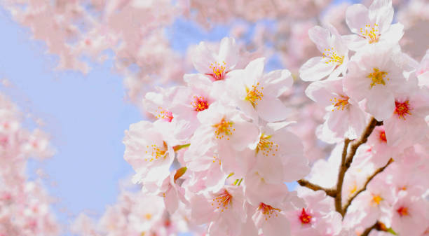 istock cherry blossoms and blue sky.sakura flower. 1981497636