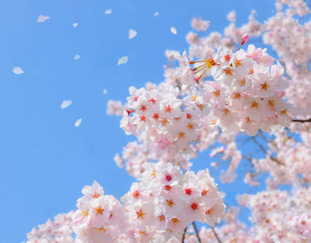 istock cherry blossoms and blue sky.sakura flower. 1981497643