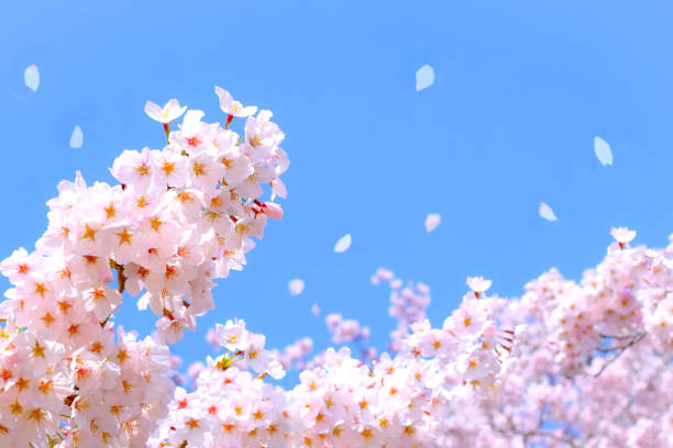 istock cherry blossoms and blue sky.sakura flower. 1981498152