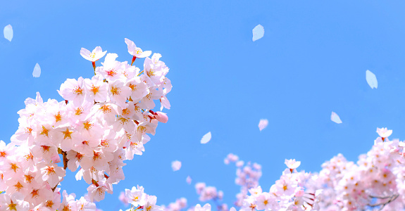 cherry blossoms and blue sky.\nsakura flower.