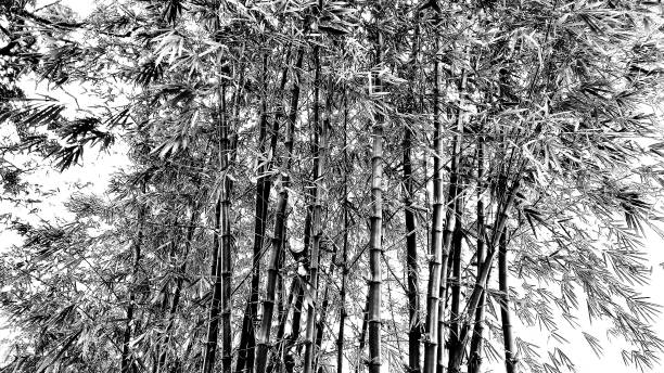 istock Full background of bamboo trees in the forest. 1981558726