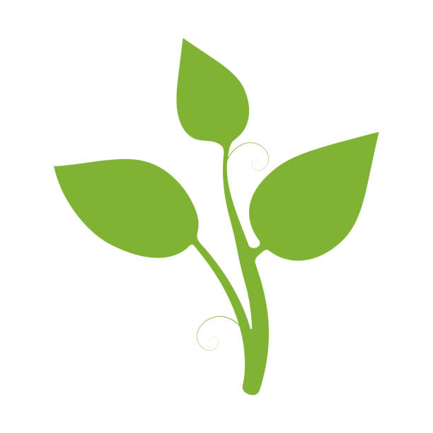 ilustraciones, imágenes clip art, dibujos animados e iconos de stock de leaf icon - tree growth cultivated sapling