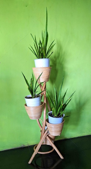 Ornamental plants in wooden or rattan pots for home decoration. Sansevieria Stuckyi.