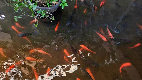 Orange fish in the pond.