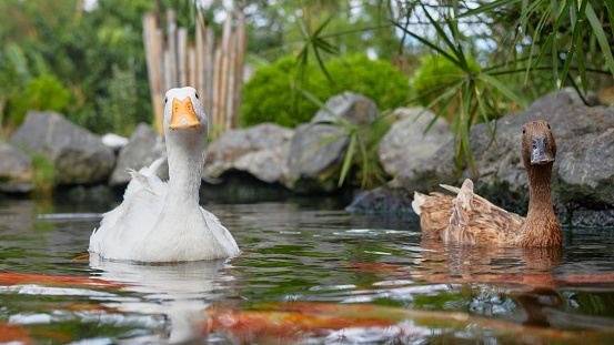 ducks swim in the pond, close-up