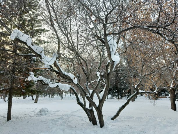 winter, snow, landscape, forest, snowdrifts on branches