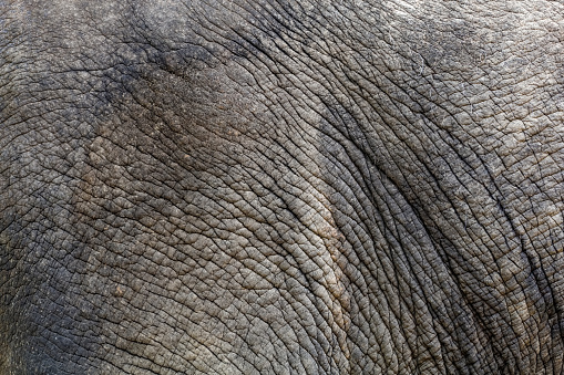 Close up of young young African elephant feeding on grass