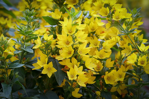 Branches with vibrant yellow flowers and foliage of Lysimachia punctata (the dotted loosestrife) growing in the garden.