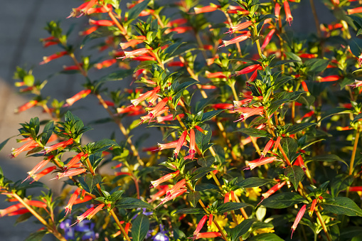 Vibrant exotic tropical bloom of Cuphea Hummingbird's Lunch Cigar Plant, red tubular flowers with green foliage in the summer garden in golden hour light.
