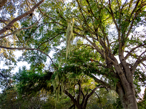 Close up big tropical tree in Florida