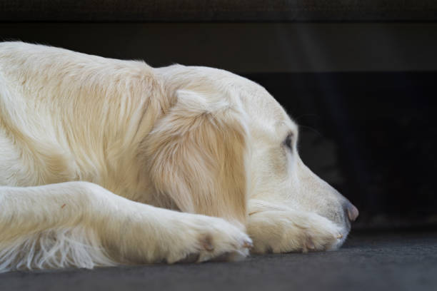 A golden retriever lying down.