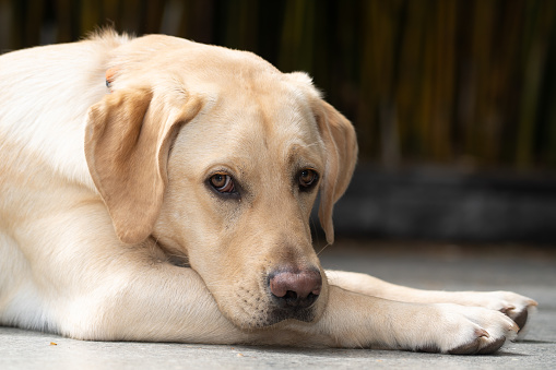 Black and Gold colored labrador doğa waiting outside in glasgow scotland england uk