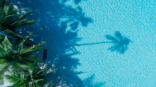 istock Summer palm tree  and Tropical beach with  Aqua waves and coconut palm shadow on blue background. 1981688214